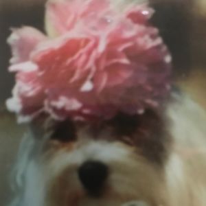 Meet your Posher, Irma